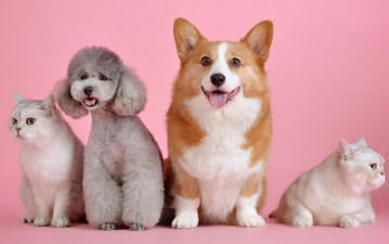 How to Choose the Right Pet for Your Lifestyle？